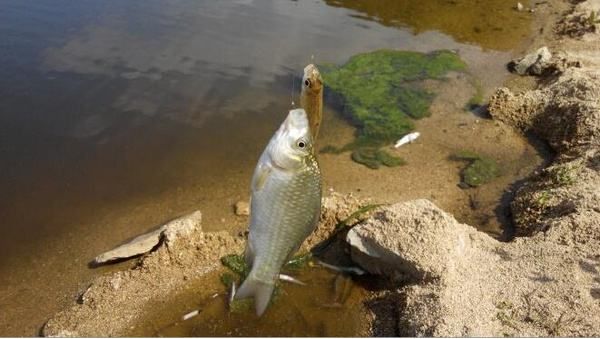 鲫鱼避免小杂鱼闹窝调漂最佳方法,野钓罗非小杂鱼闹窝太严重怎么办