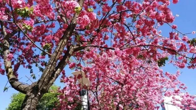 带你去流溪湾丰华园赏樱花,走啊我带你去看樱花的文案