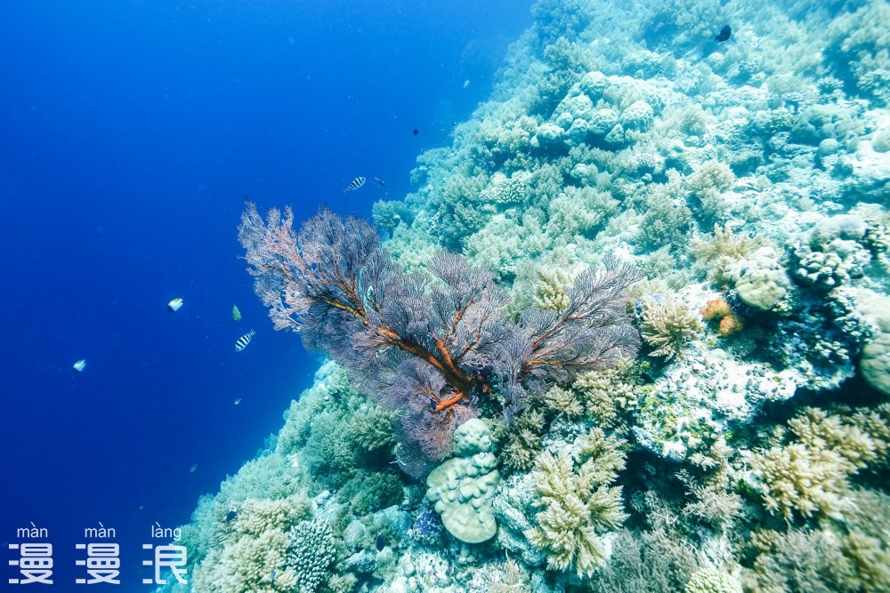 帕劳超详细自由行攻略,帕劳攻略详细讲解