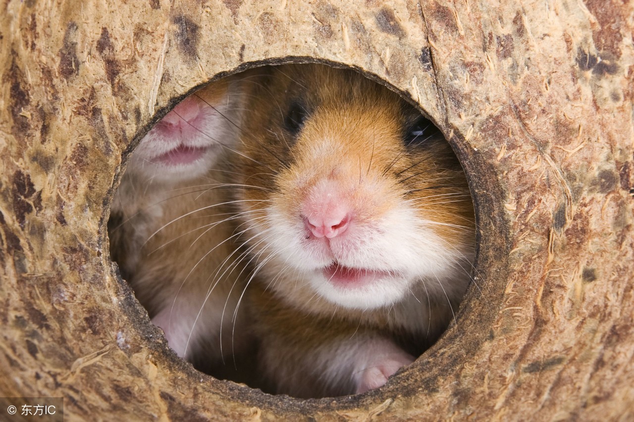 布丁仓鼠反白是什么样子,布丁仓鼠反白过程