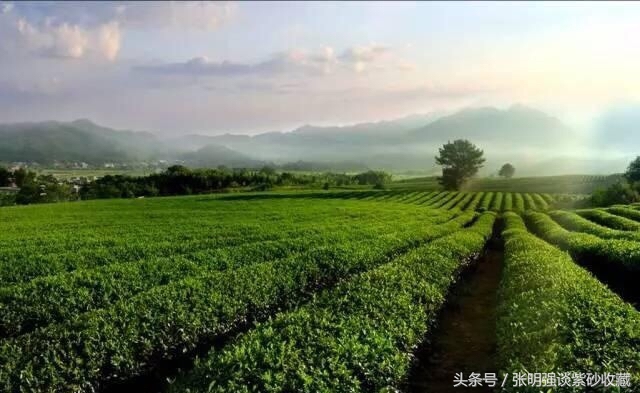 茶叶有农药残留吗,茶叶有重金属多少为超标