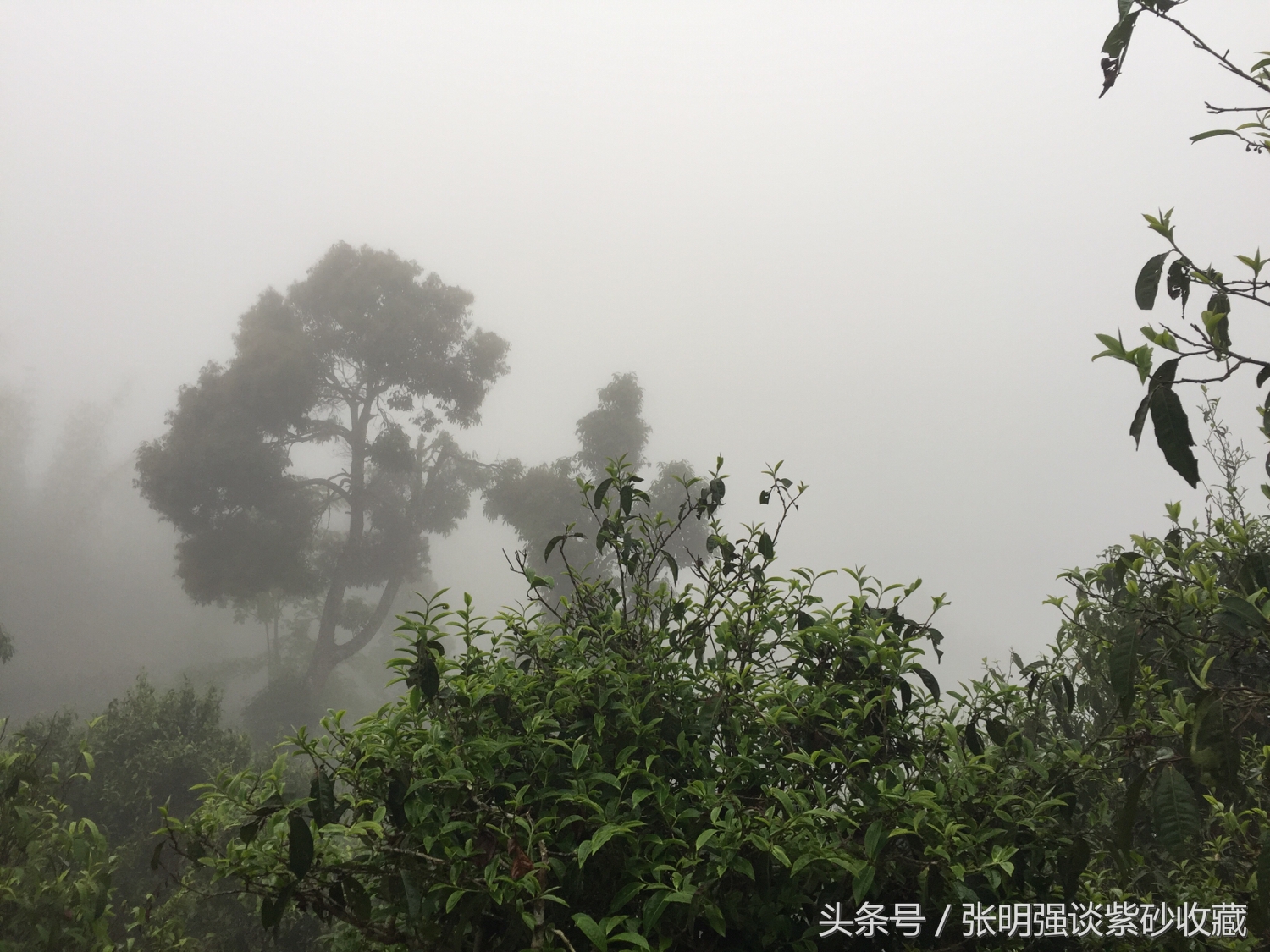 茶叶有＂农药残留＂和＂残留量超标＂是否一码事？