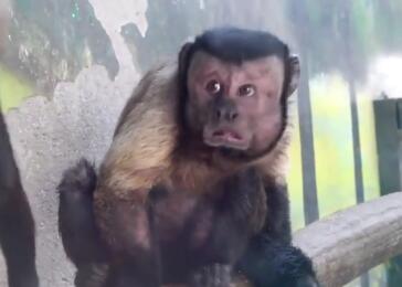 直击火爆全网的国字脸猴子,越看越像猴子一样的人