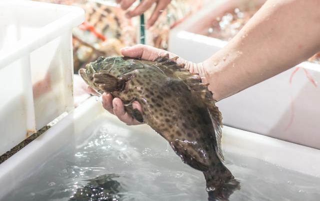 黑妹胖胖旅游记,三亚胖小六5天4晚自由行团报价