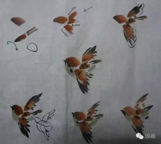 国画鸟的画法初学者,鸟的眼睛画法国画