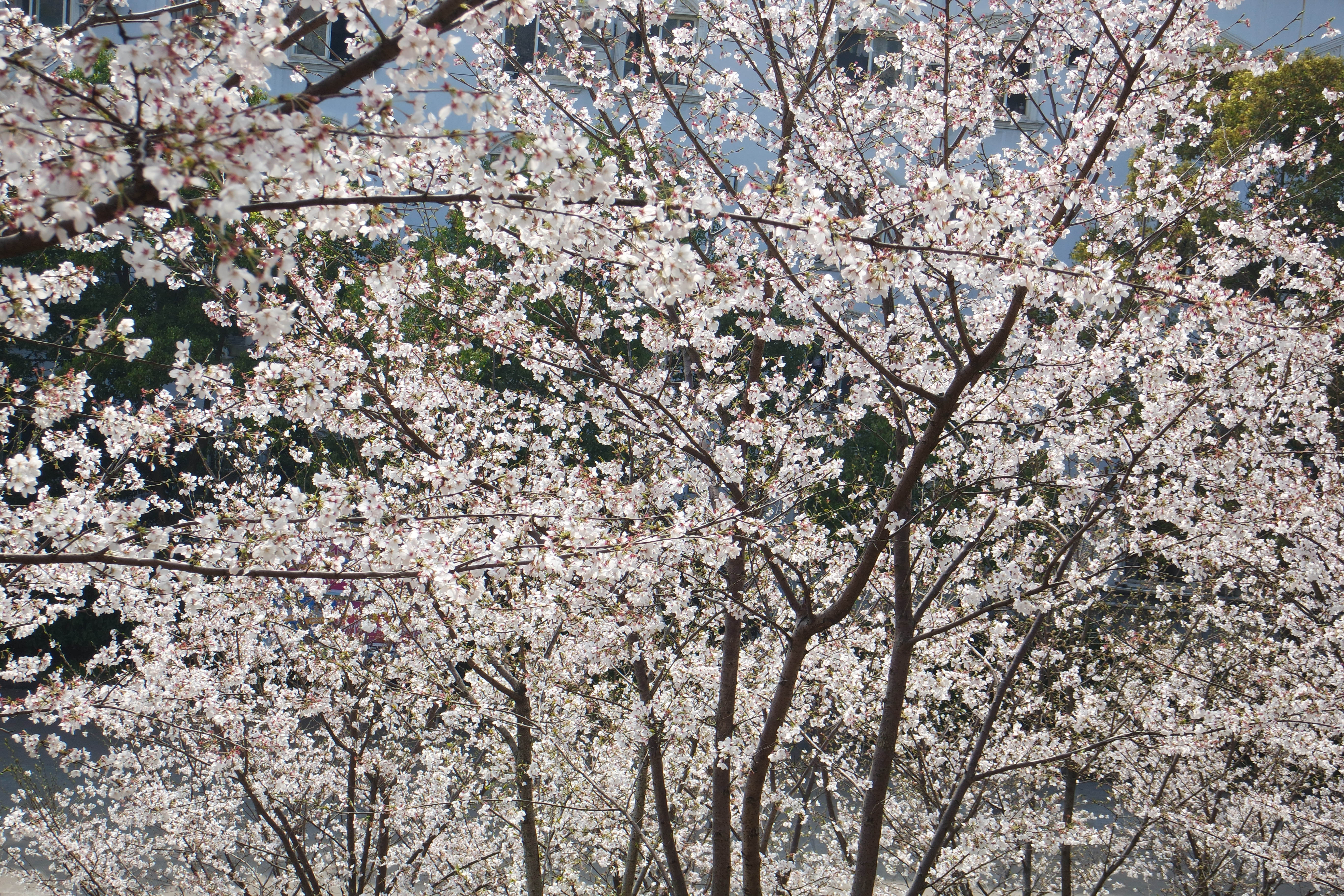 武昌理工学院的樱花,武昌理工学院回忆