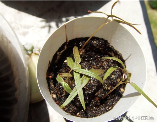 这6种花随便扔土里就能活,长势最快的爬藤植物不怕晒