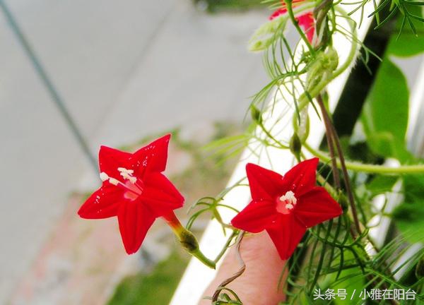 这6种花随便扔土里就能活,长势最快的爬藤植物不怕晒