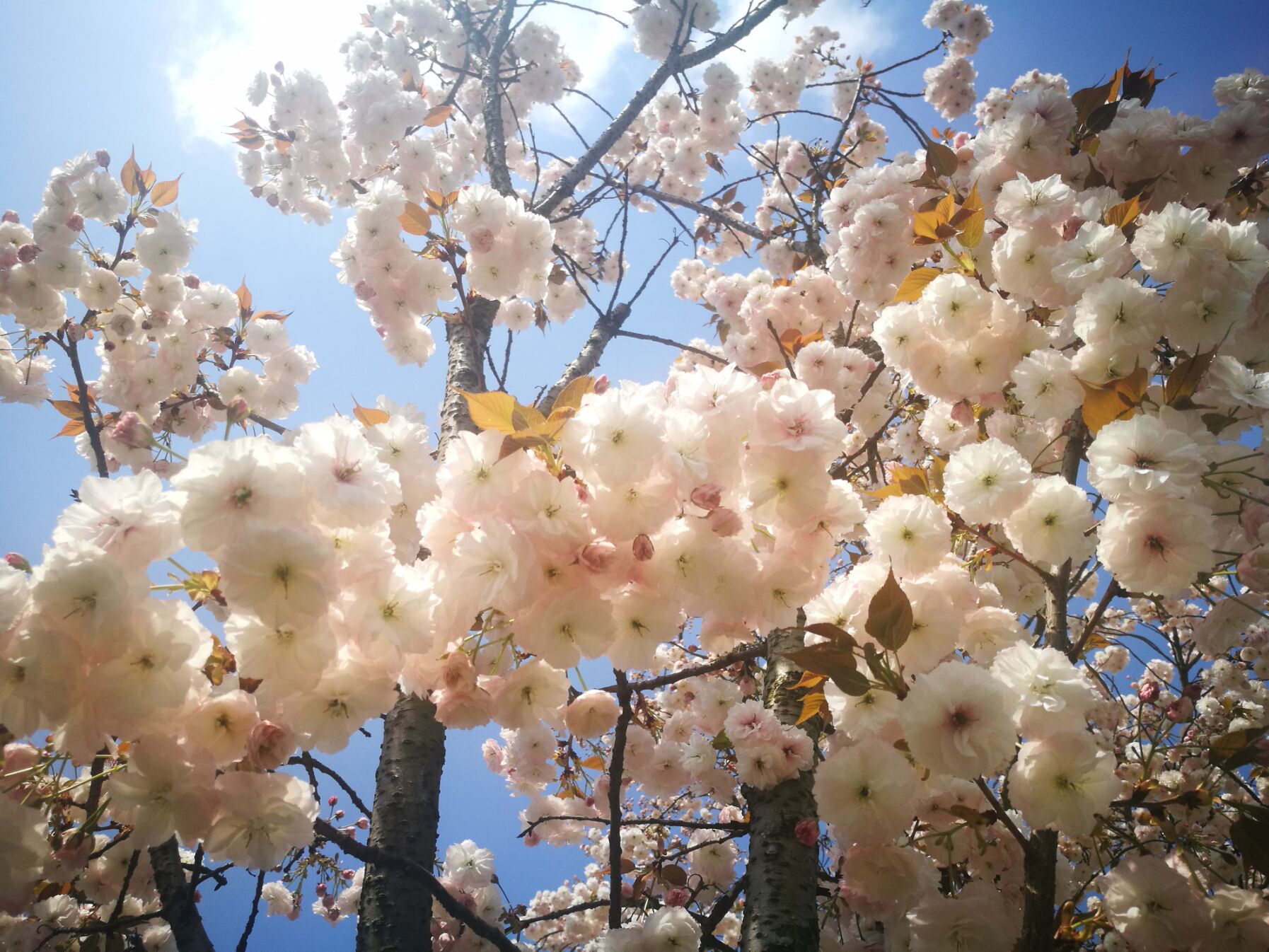 青白江凤凰湖樱花门票多少钱,青白江凤凰湖看樱花