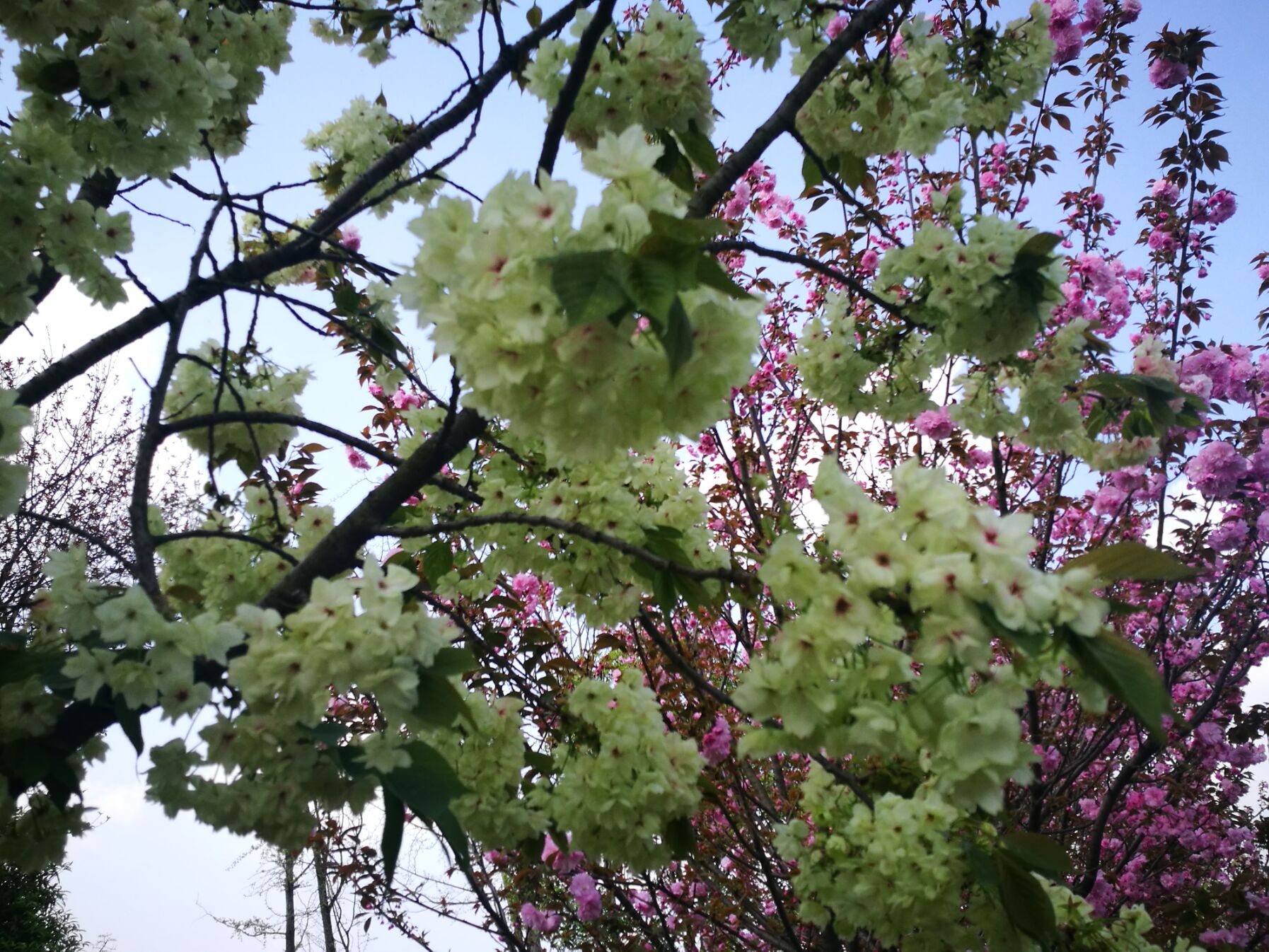青白江凤凰湖樱花门票多少钱,青白江凤凰湖看樱花
