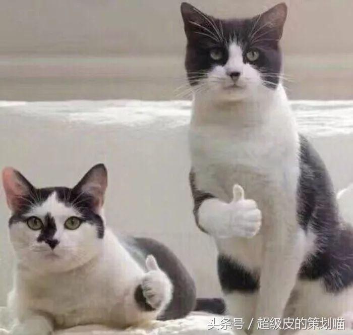 怎么操作抖音粉丝通,如何玩转微博超话