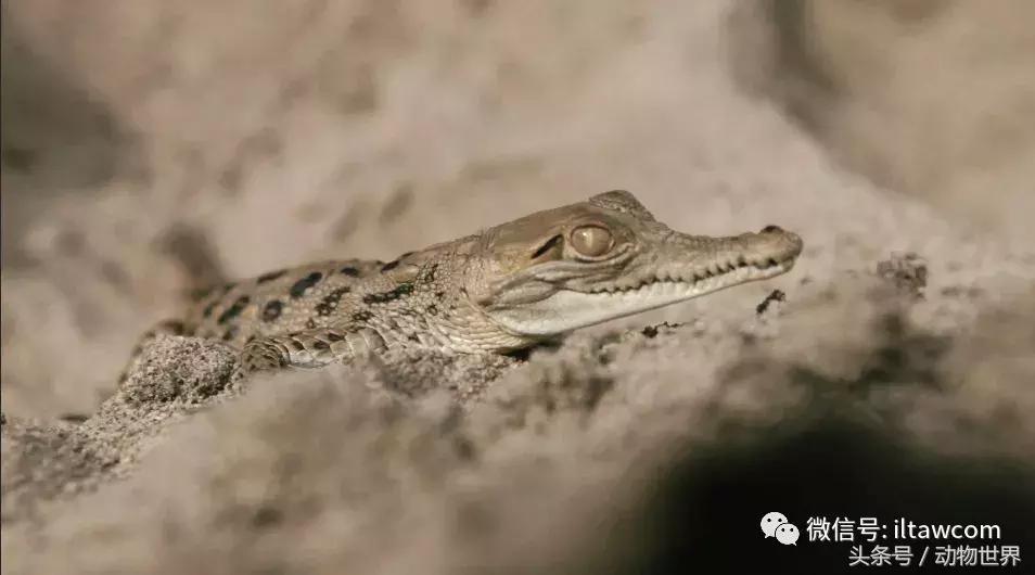 扬子鳄被称为古老的爬行动物,新生代爬行动物巨鳄