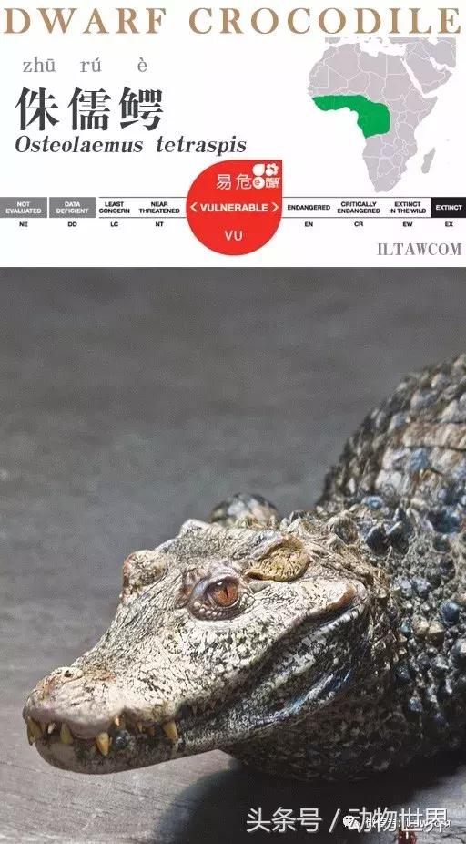 扬子鳄被称为古老的爬行动物,新生代爬行动物巨鳄