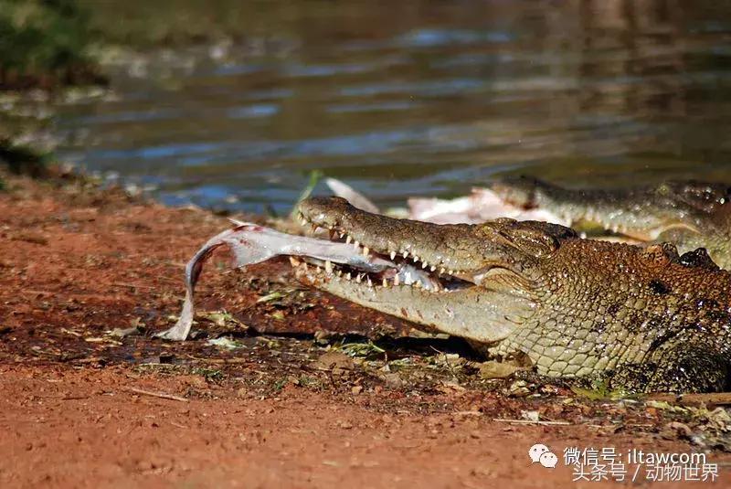 扬子鳄被称为古老的爬行动物,新生代爬行动物巨鳄