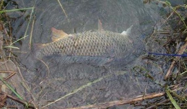钓鱼大师老脱钩什么原因,钓鲤鱼脱钩怎么治