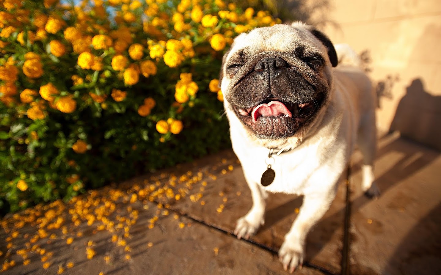 这几种汪星人又小又萌，哪一个是你的心头最爱