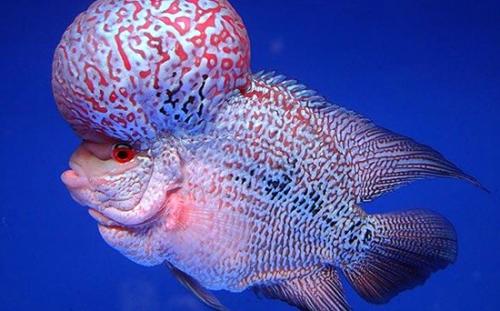 鸿运罗汉鱼饲养教程,罗汉鱼的饲养方法是什么