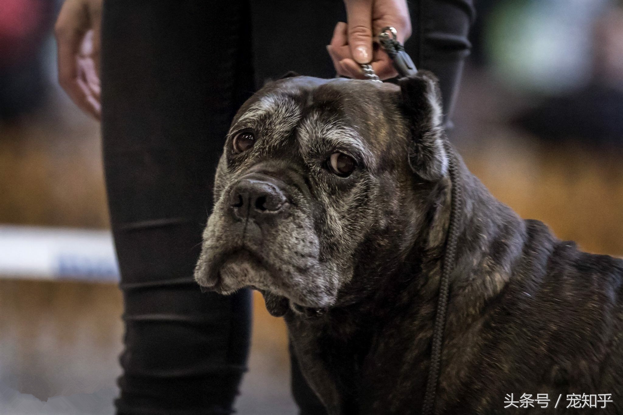 当卡斯罗丧失斗犬本能时.....该怎么办？