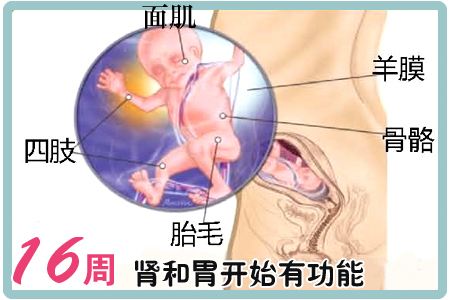 怀孕初期左侧卵巢囊肿是什么意思,卵巢囊肿是先怀孕还是先手术