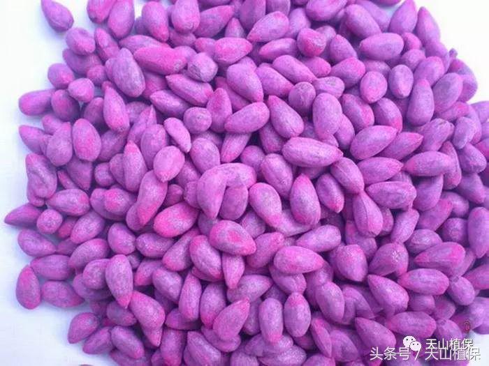 棉花种子备案手机版流程,如何办理种子生产经营备案表