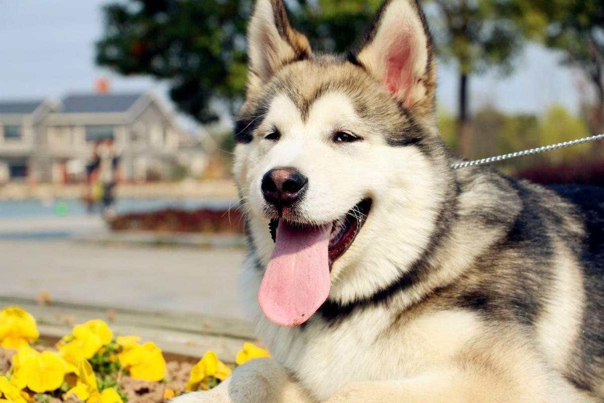 最受欢迎的狗狗十大排名,最受喜爱的狗狗排名