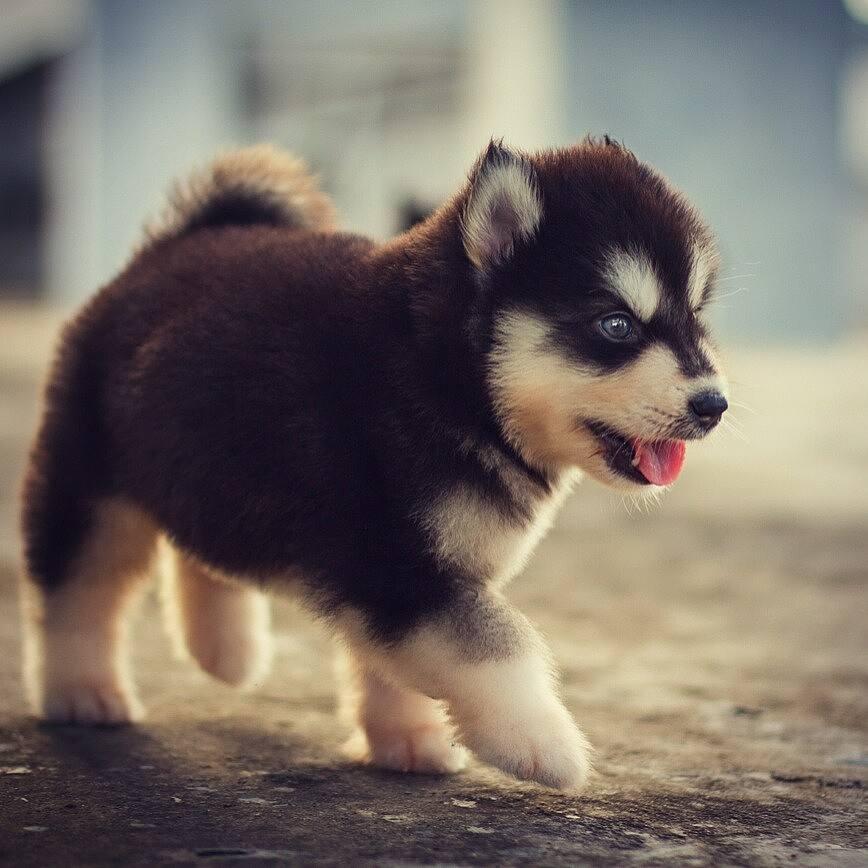 最受欢迎的前十种狗狗,最受欢迎的10种狗狗排行榜