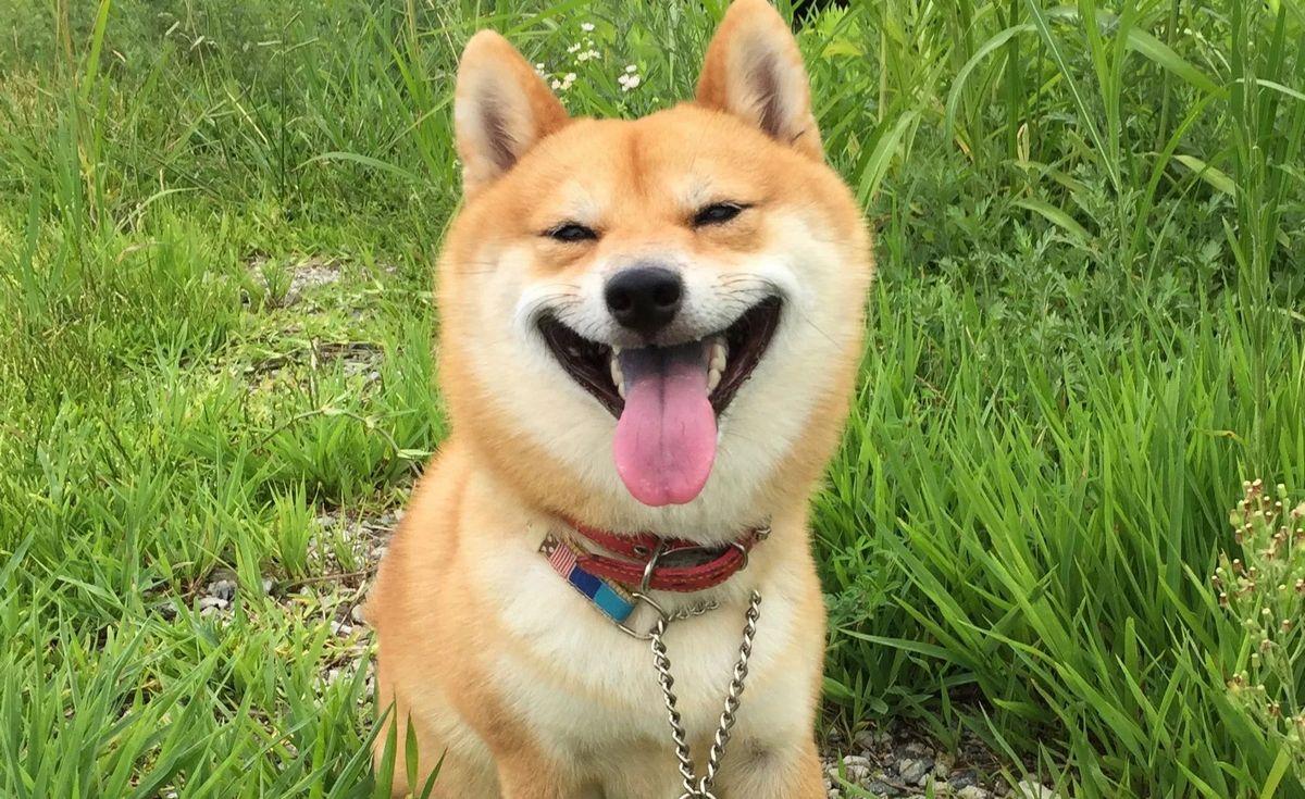 全世界公认的这几种狗狗最好看,十大最受欢迎的大型狗狗排名