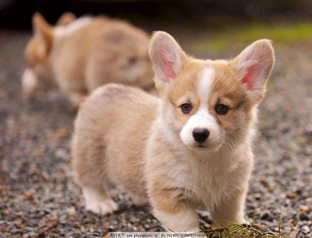 最受欢迎的前十种狗狗,最受欢迎的10种狗狗排行榜