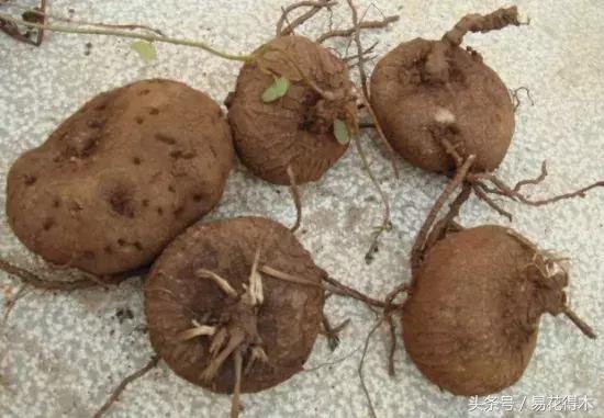 绿植山乌龟的养护方法有哪些,山乌龟的饲养方法与技巧