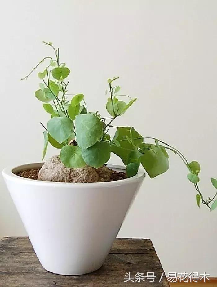 山乌龟怎么养才长得好看,山乌龟大小有区别吗怎么养