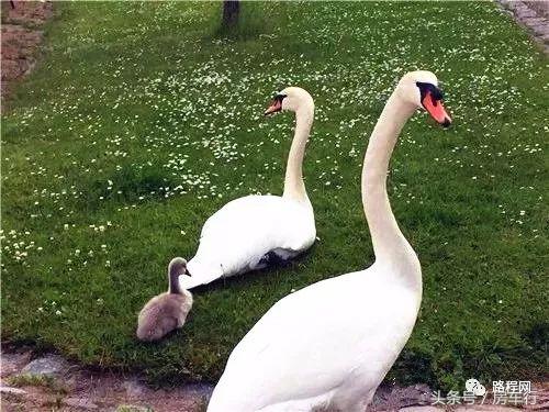 房车旅行真实生活记录,真实的房车旅行生活