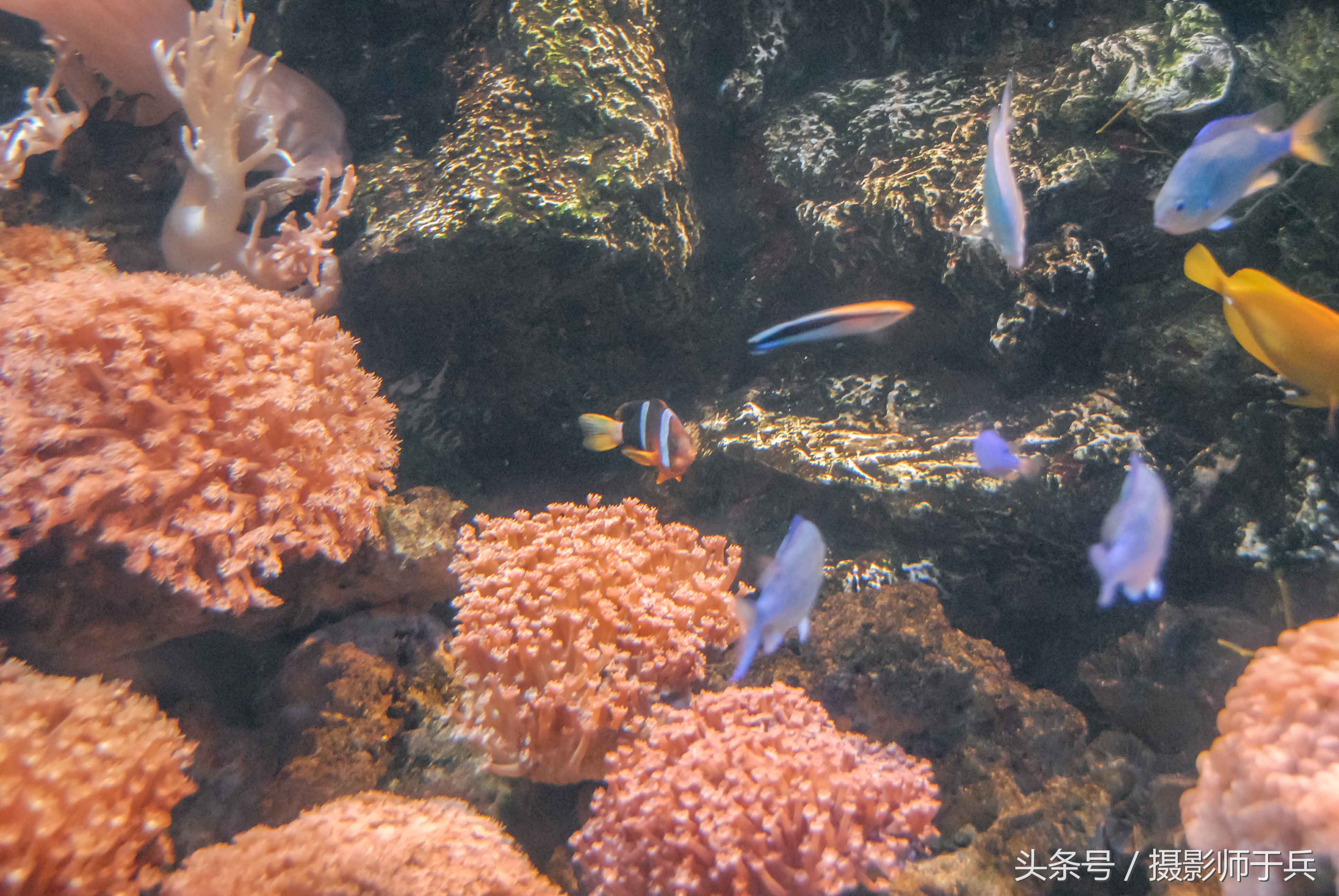 大连海洋主题公园在哪里,大连最著名的老虎滩海洋公园