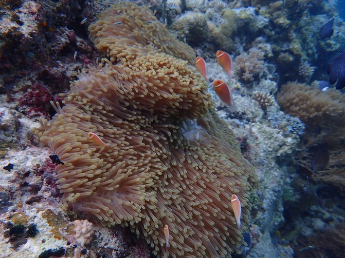 太平洋有名的海岛,太平洋岛国帕劳地理位置