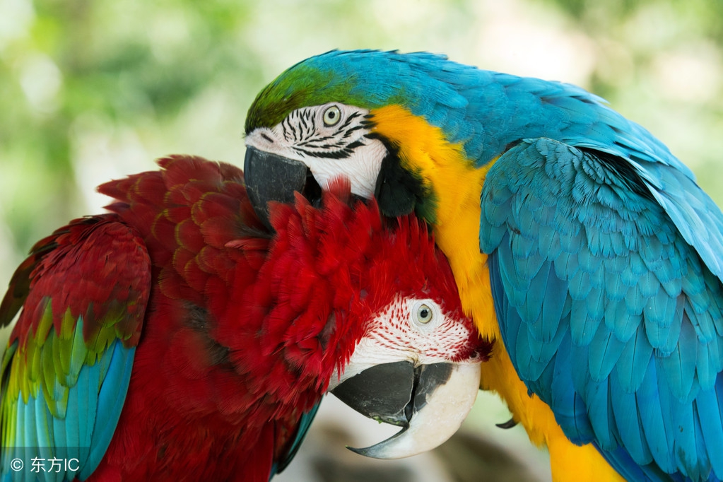 鹦鹉受伤怎么给它止痛,鹦鹉受伤怎么照顾