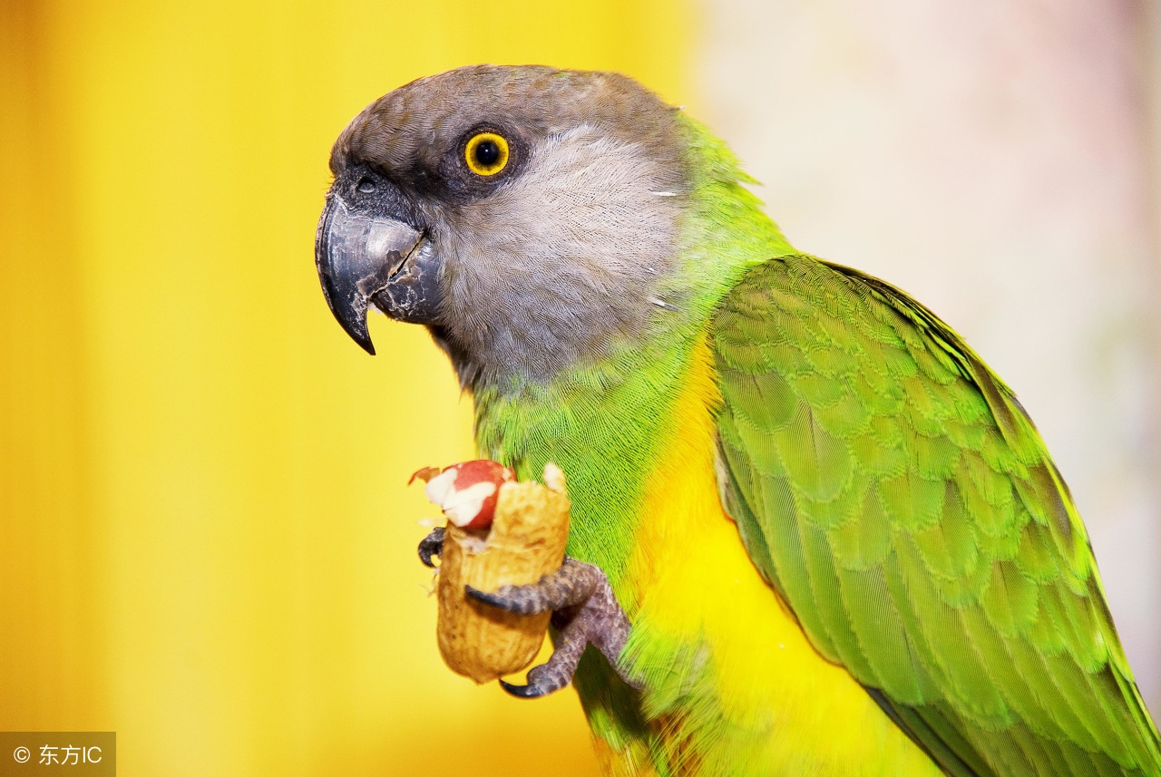 鹦鹉受伤怎么给它止痛,鹦鹉受伤怎么照顾