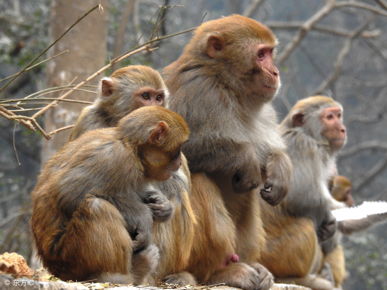 生肖猴天降喜讯是真的吗,生肖猴喜从天降