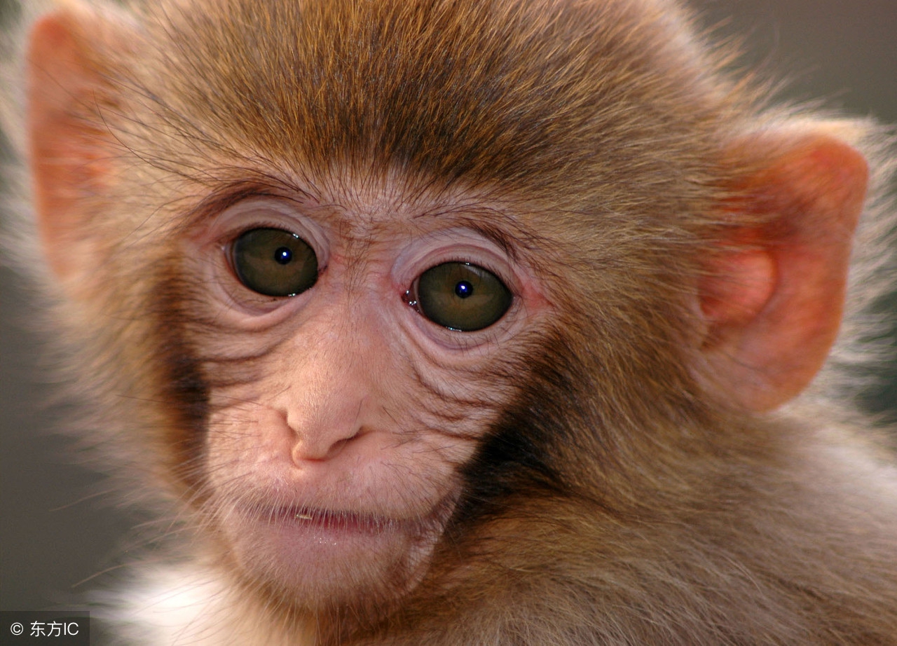 生肖猴天降喜讯是真的吗,生肖猴喜从天降