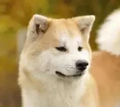 确认过的眼神是我想宠的人,确认过眼神是我想撩的灵魂