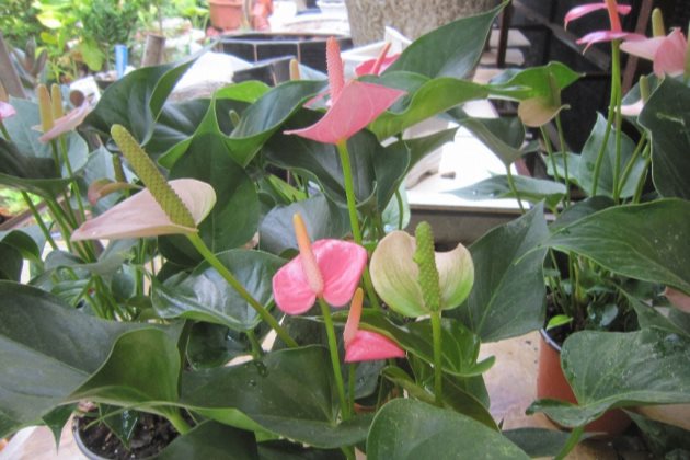 粉掌枯萎了,粉掌花枯萎