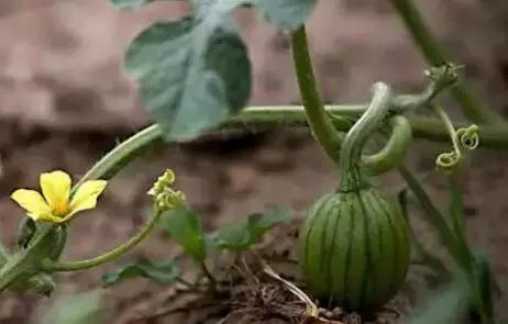 西瓜怎么种才结出的瓜多,西瓜怎么种才会结瓜多