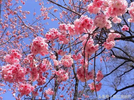 平湖原来属于哪个省,平湖最有潜力的区