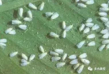 多肉里面的白色虫子爬得很快,多肉小球玫瑰长绿色虫子怎么办