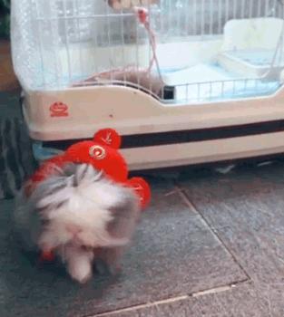 自从养了猫咪后家里开始不顺,自从养了猫家里就有了老鼠