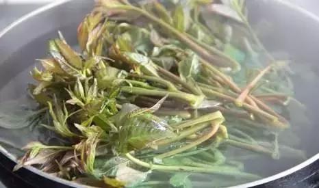 爱吃香椿的赶紧看你的做法对吗,爱吃西红柿的赶紧看千万别错过了