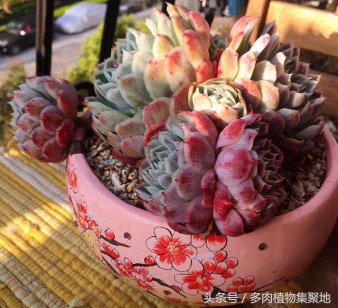 多肉主茎和叶片变黑,多肉植物黑化了怎么办