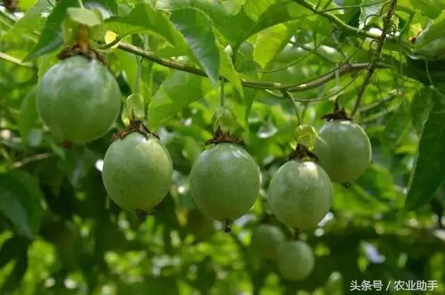 百香果最难治的病害是什么病,百香果的常见疾病