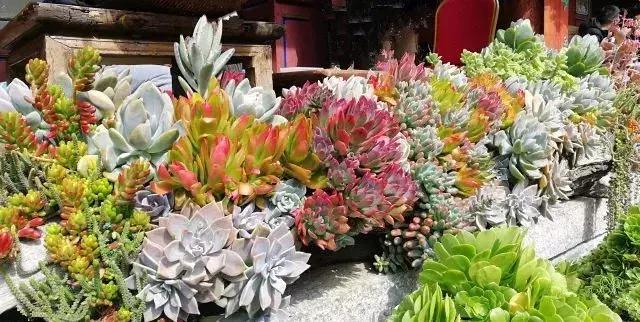 春来花自青秋至叶飘零原文解释,春来花自青秋至叶飘零出自哪里