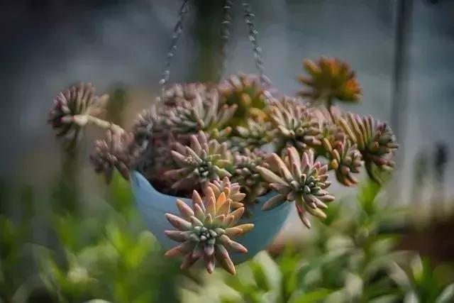 春来花自青秋至叶飘零原文解释,春来花自青秋至叶飘零出自哪里