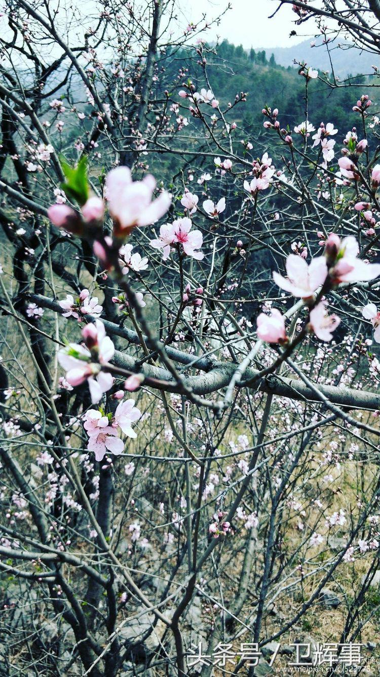 卫辉鲤鱼村道路两侧的千娇百媚……