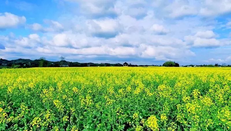 潼南赏花攻略全集,重庆赏花好去处潼南花岩梨花海